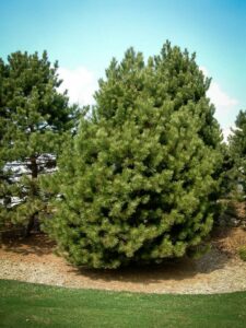 Сосна Чёрная (Pinus Nigra) купить по цене от 270.00р. в интернет-магазине «Посадика» с доставкой почтой в в Сосновый Боре и по всей России – [изображение №1].