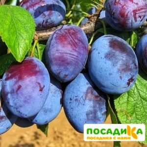 Слива Чачакская ранняя купить по цене от 229.00р. в интернет-магазине «Посадика» с доставкой почтой в в Сосновый Боре и по всей России – [изображение №1].