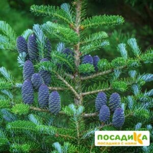 Пихта корейская (Abies koreana) купить по цене от 450.00р. в интернет-магазине «Посадика» с доставкой почтой в в Сосновый Боре и по всей России – [изображение №1].