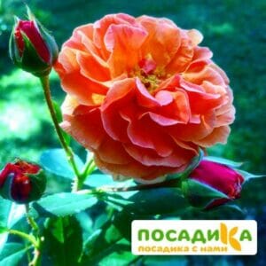 Роза Арабия купить по цене от 350.00р. в интернет-магазине «Посадика» с доставкой почтой в в Сосновый Боре и по всей России – [изображение №1].