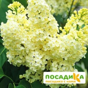 Сирень Примроуз (Primrose) купить по цене от 529.00р. в интернет-магазине «Посадика» с доставкой почтой в в Сосновый Боре и по всей России – [изображение №1].