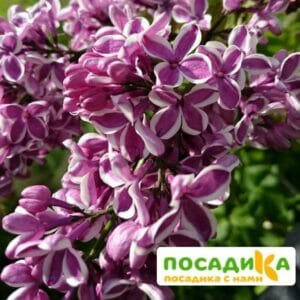 Сирень Сенсация купить по цене от 529.00р. в интернет-магазине «Посадика» с доставкой почтой в в Сосновый Боре и по всей России – [изображение №1].