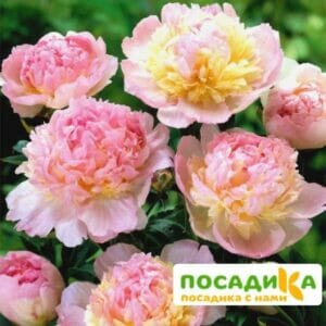 Пион Распберри Сандей (Paeonia Raspberry Sundae) купить по цене от 959р. в интернет-магазине «Посадика» с доставкой почтой в в Сосновый Боре и по всей России – [изображение №1].