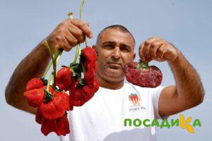Клубника Гигант Джорнея купить по цене от 266р. в интернет-магазине «Посадика» с доставкой почтой в в Сосновый Боре и по всей России – [изображение №1].