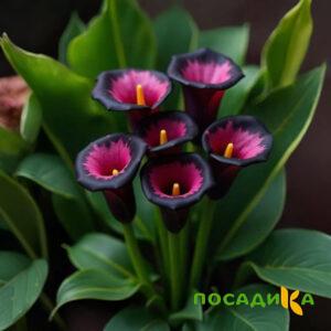 Калла Аура Лейс купить по цене от 400р. в интернет-магазине «Посадика» с доставкой почтой в в Сосновый Боре и по всей России – [изображение №1].