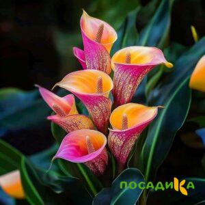 Калла Оникс купить по цене от 450р. в интернет-магазине «Посадика» с доставкой почтой в в Сосновый Боре и по всей России – [изображение №1].