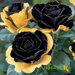 Роза Ханни Сикл купить по цене от 700р. в интернет-магазине «Посадика» с доставкой почтой в в Сосновый Боре и по всей России – [изображение №1].