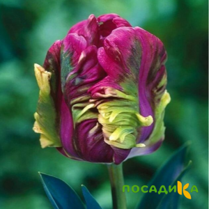 Тюльпан Экзотик Хэвен купить по цене от 186р. в интернет-магазине «Посадика» с доставкой почтой в в Сосновый Боре и по всей России – [изображение №1].